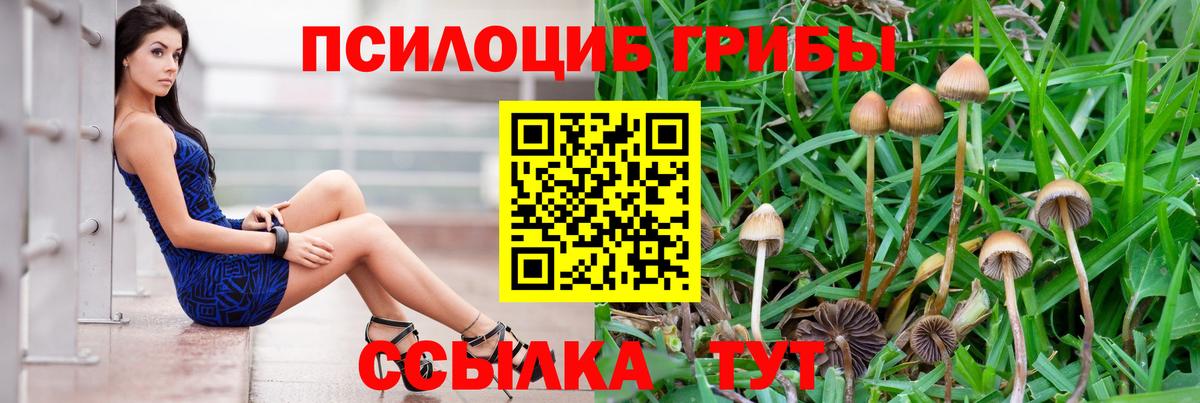 Псилоцибиновые грибы Cubensis  Вход с VPN  Кудымкар 